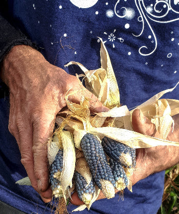 Corn Seeds