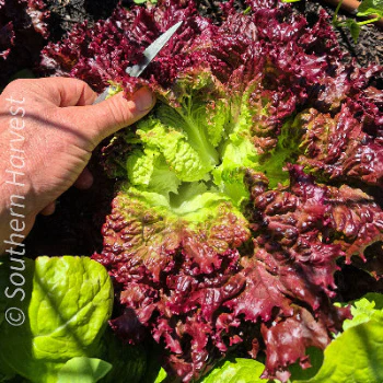 What to Sow Now